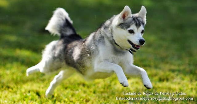 Mascota corriendo